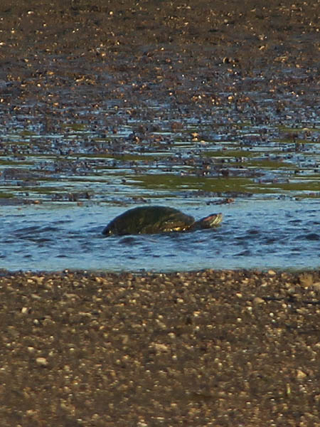 Red-eared Slider - Making His Way