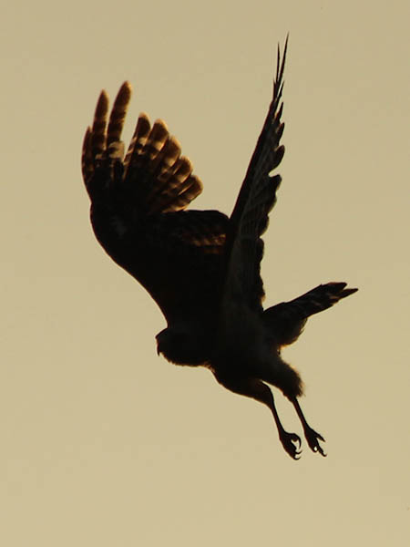 Red-shouldered Hawk - A Hawk at Dawn