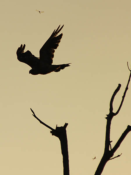 Red-shouldered Hawk - A Hawk at Dawn