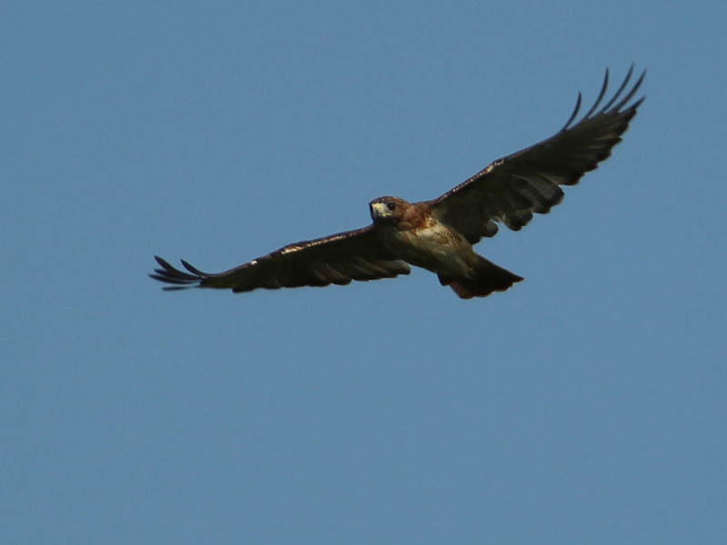 Red-tailed Hawk - Vocal
