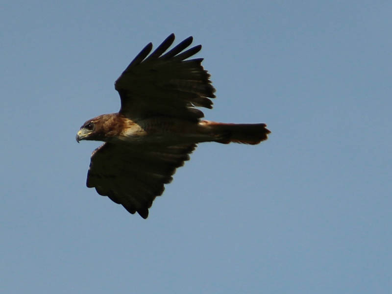 Red-tailed Hawk - Vocal