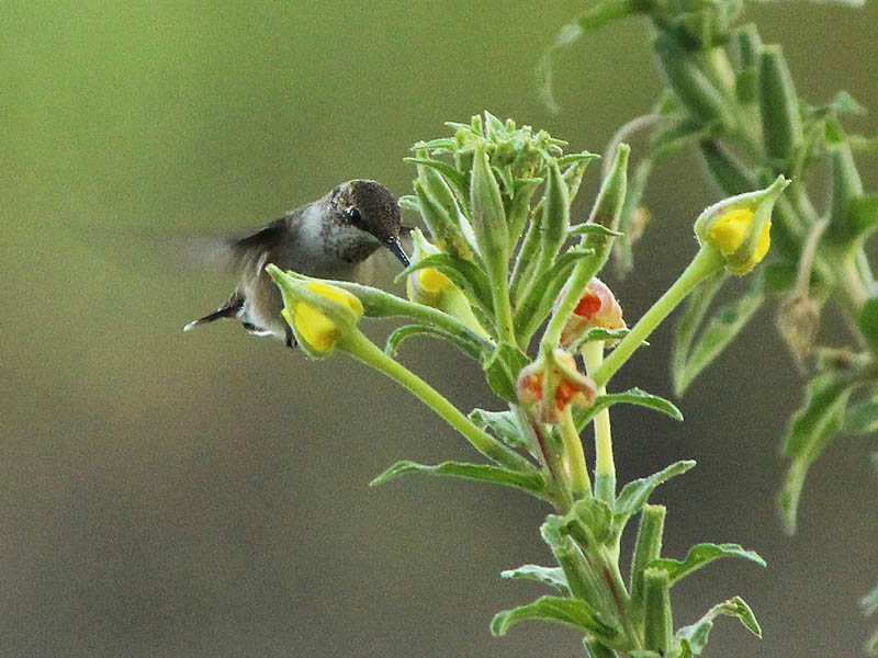 Ruby-throated Hummingbird - River Flower