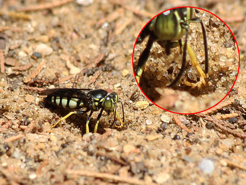 Notice the piece of sand this wasp is lifting from the hole it is digging.