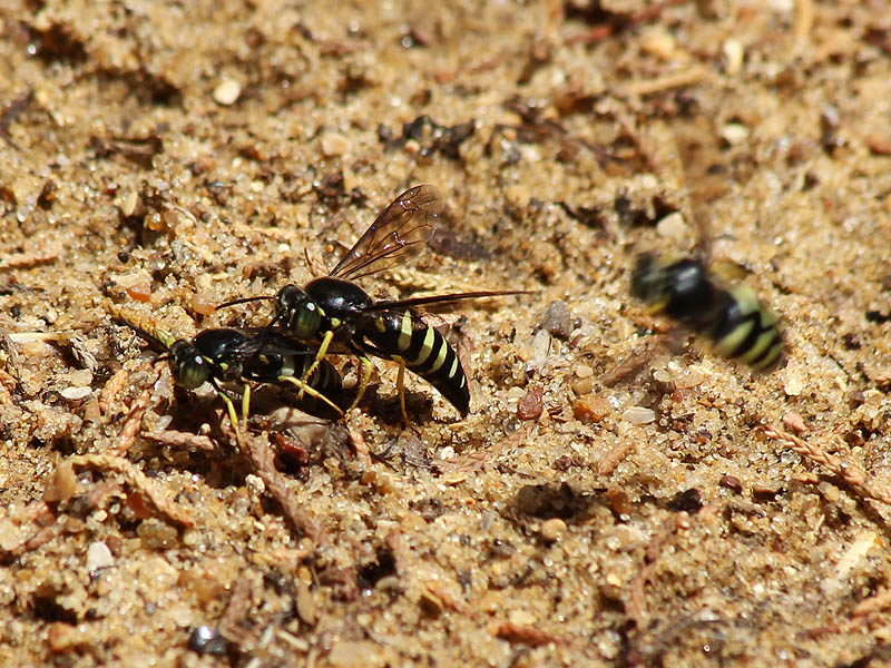 Mating Sand Wasps with an odd man out.
