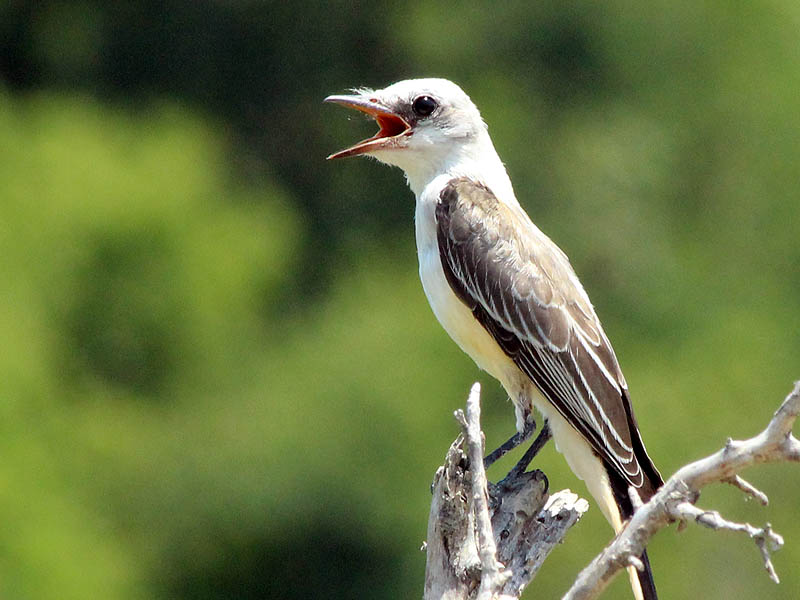 Scissor-tailed Flycatcher - Hot in the City