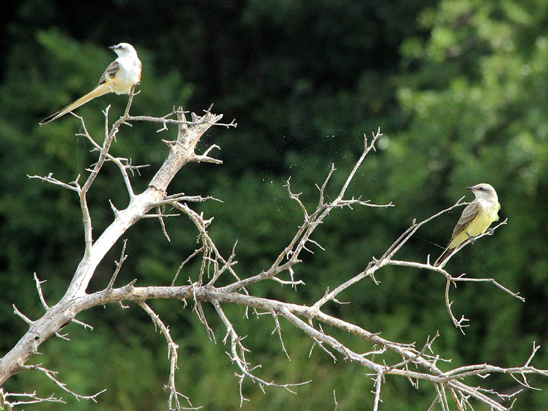 Scissor-tailed Flycatcher - With Western Kingbird