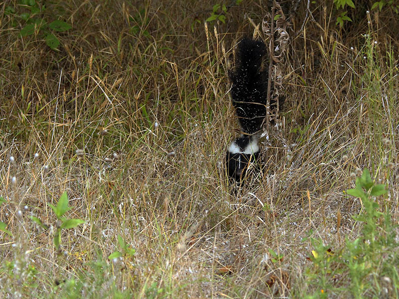 Striped Skunk - Face to Face