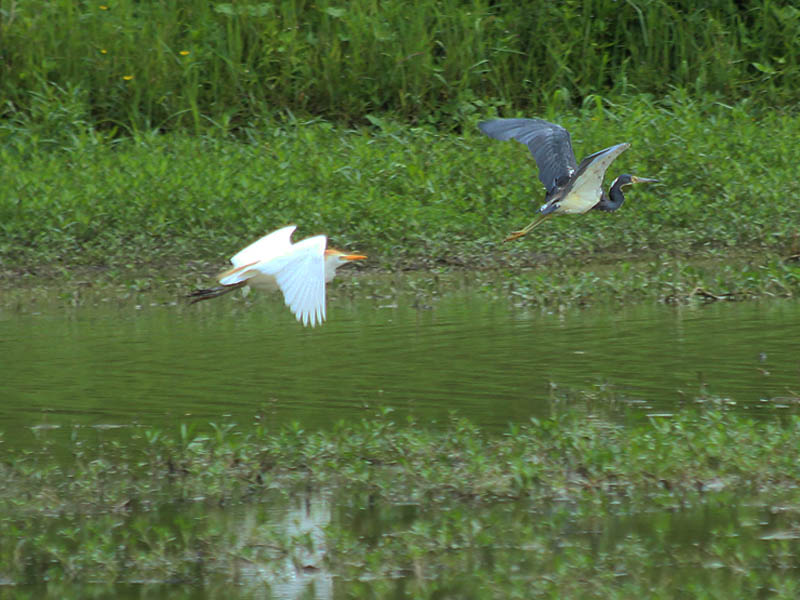 Tricolored Heron - Swamp