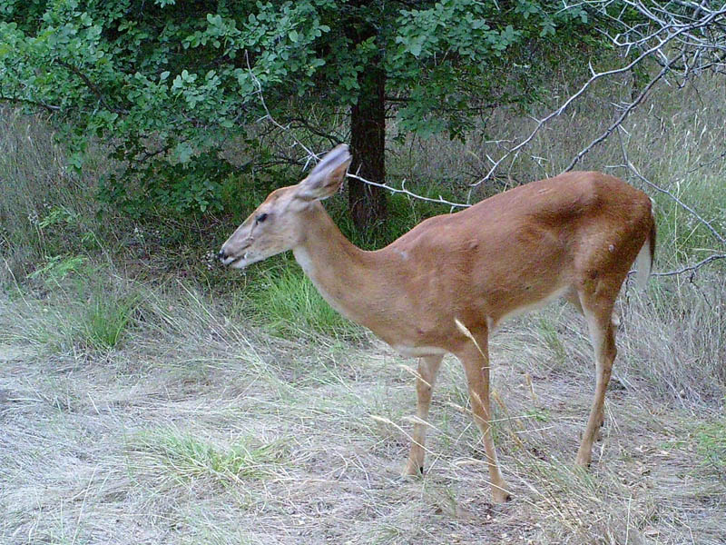 White-tailed Deer - Near Lake Lewisville