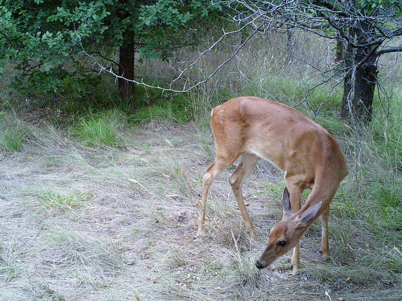 White-tailed Deer - Near Lake Lewisville