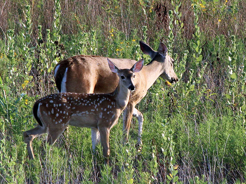 White-tailed Deer - Far South Dallas Doe and Fawn