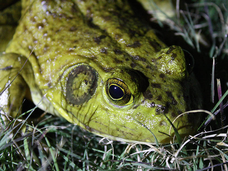 American Bullfrog - Cool Wet Night