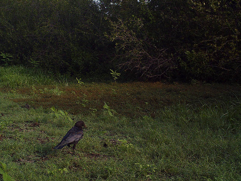 American Crow - Dried Pond Bed