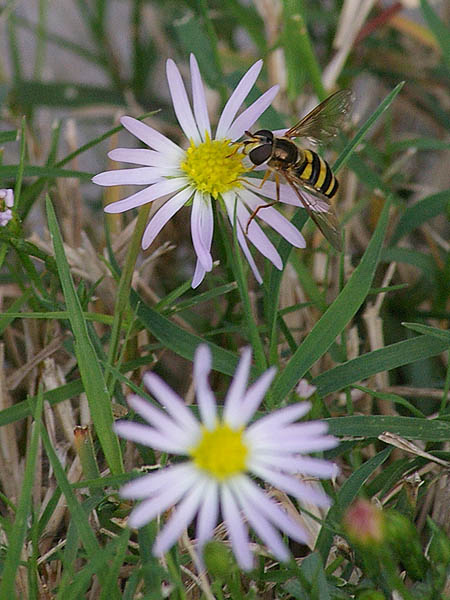 American Hover Fly - Bee Mimic