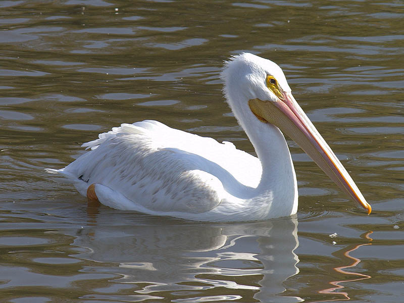 American White Pelicans - Metropolitan