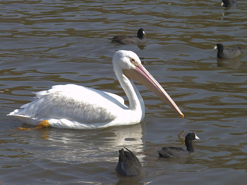 American White Pelicans - Metropolitan