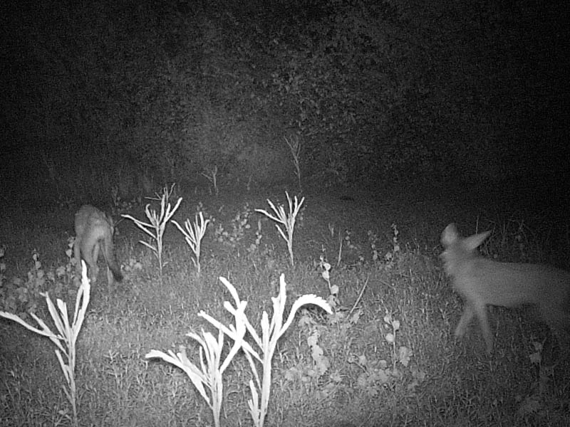 On several occasions the camera recorded multiple Coyotes patrolling the pond bed.   