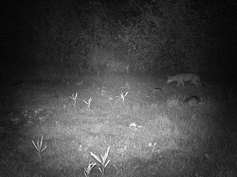 Sometimes the Coyotes and Armadillos gathered together in front of the camera.  There are four Armadillos and one Coyote in this picture.