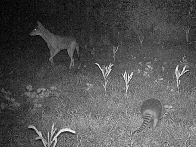 No instances of the Coyotes harassing the Armadillos were recorded.