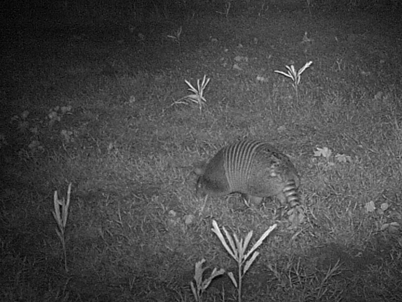 ...But, this Armadillo does appear to have a large scar  on the rump end of his shell.  We can only speculate about the cause.