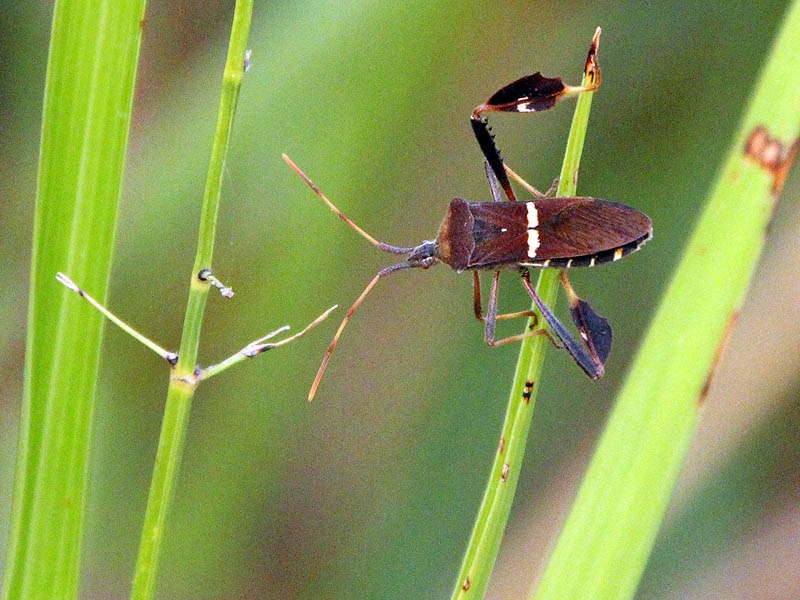 Eastern Leaf-footed Bug - Green Grass