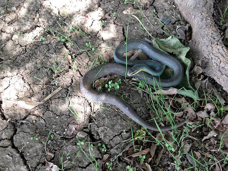 Eastern Yellow-bellied Racer - Arcadia Trails Park