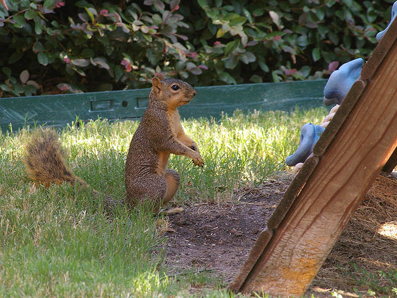 Fox Squirrel - Backyard Guest