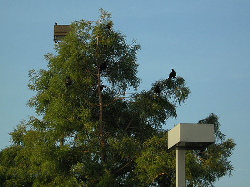 Great-tailed Grackle - Evening Roost