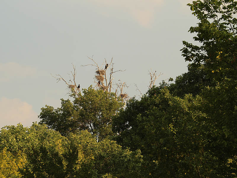 Great Blue Heron - Yesterday's Rookery