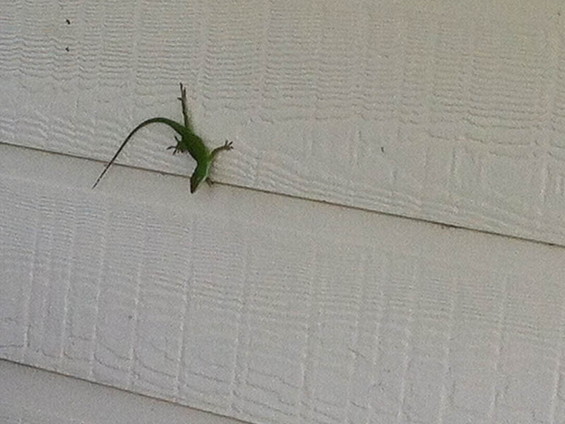 Green Anole - Home