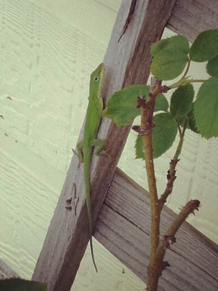 Green Anole - Home