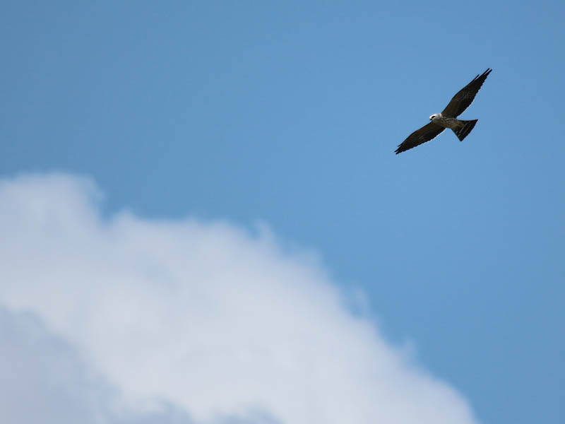 A high flying juvenile kite.