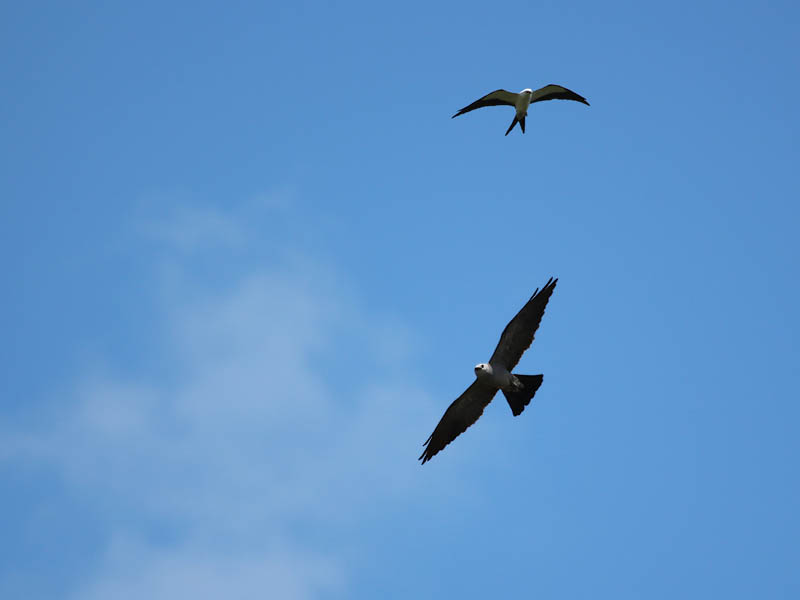 That's the Swallow-tailed Kite in the top right.