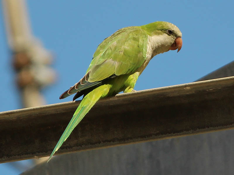 Monk Parakeet - Royal