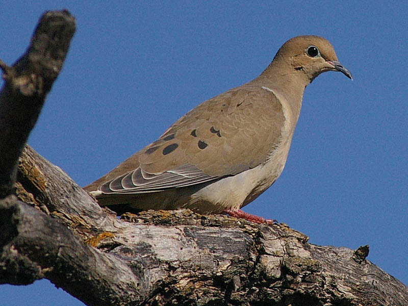Mourning Dove - On Mesquite
