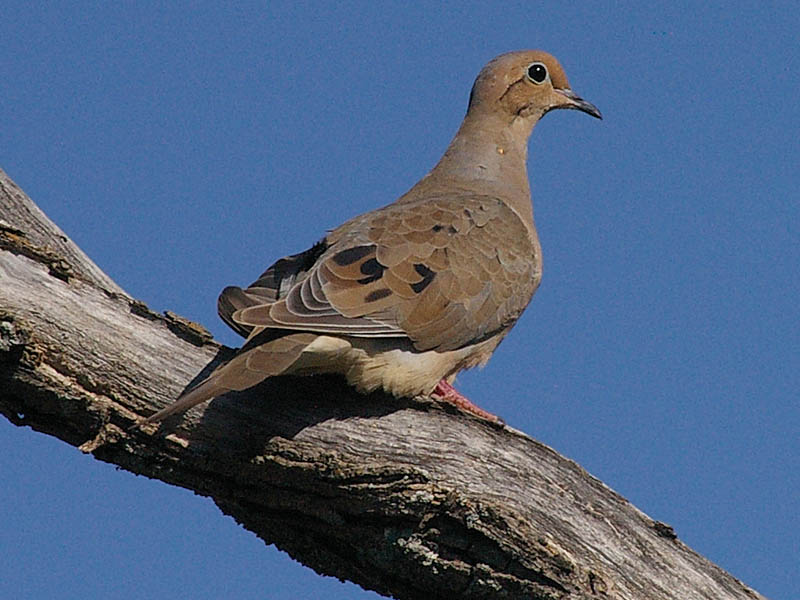 Mourning Dove - On Mesquite