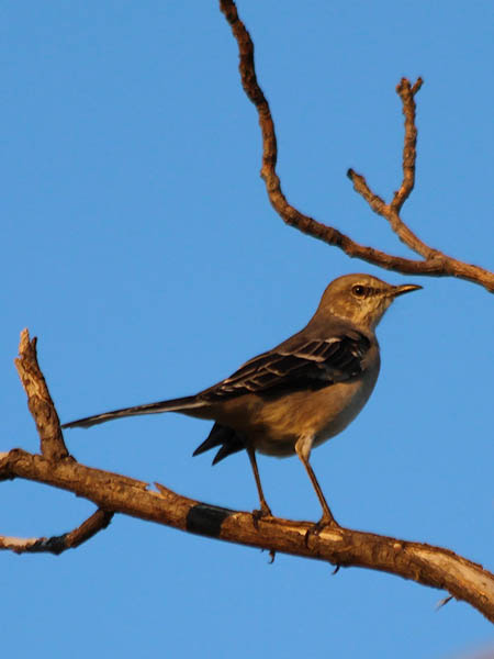 Northern Mockingbird - Afterglow