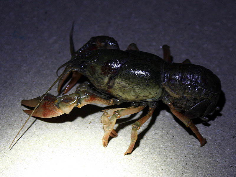 Parkhill Prairie Crayfish - The Blue Trail