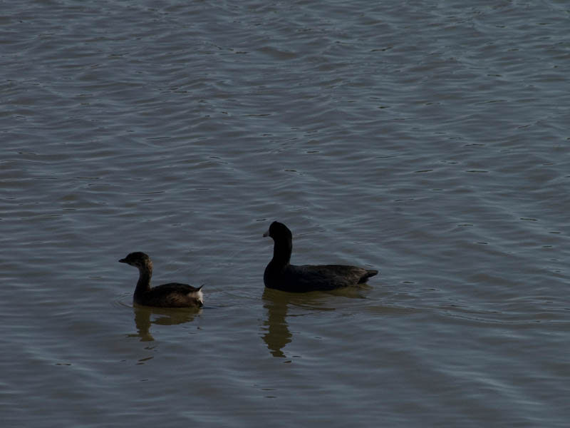 Pie-billed Grebe - With an American Coot