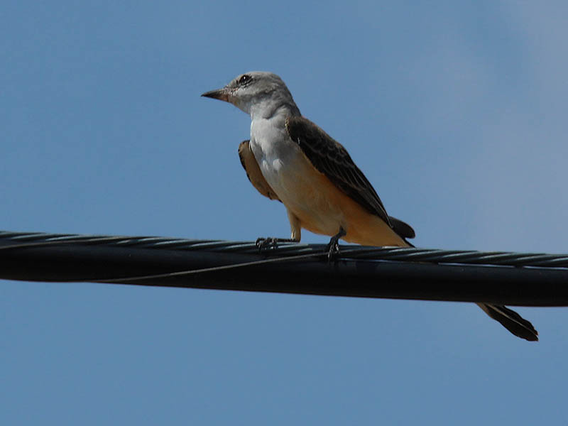 Scissor-tailed Flycatcher - At Summer's End