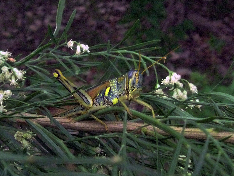 Spotted Bird Grasshopper - Aposematic Form