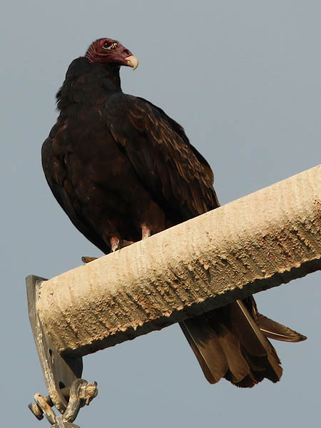 Turkey Vulture - Power Lines