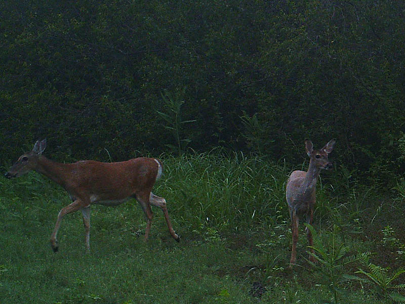 White-tailed Deer - Lewisville Lake Montage