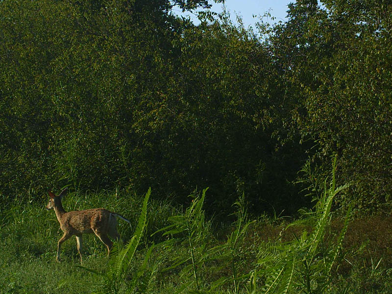 White-tailed Deer - Lewisville Lake Montage