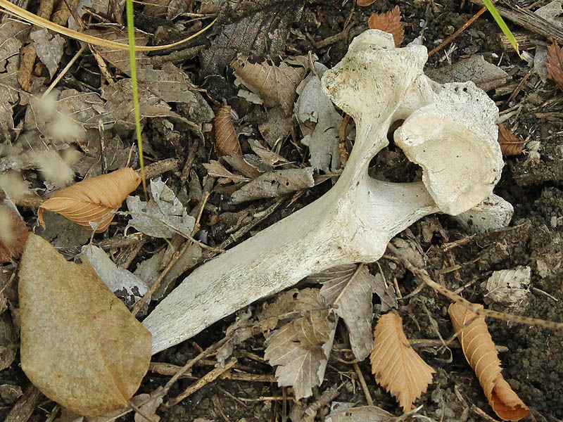 White-tailed Deer – Skeleton – DFW Urban Wildlife