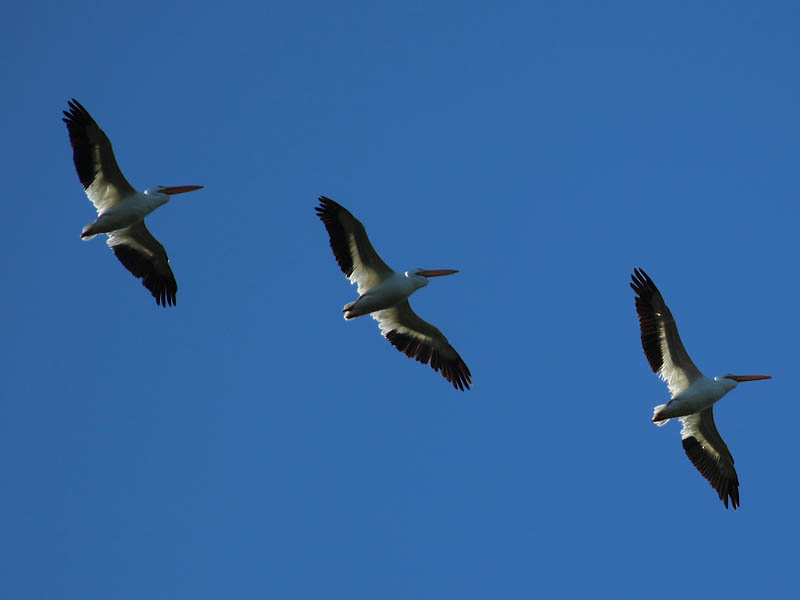 American White Pelican - Fall Migration