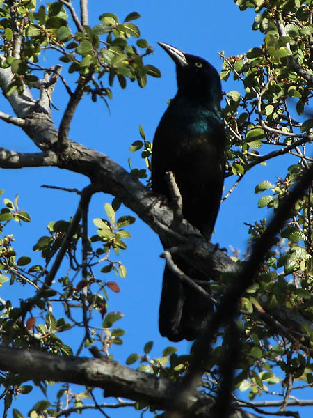 Common Grackle - Through the Trees