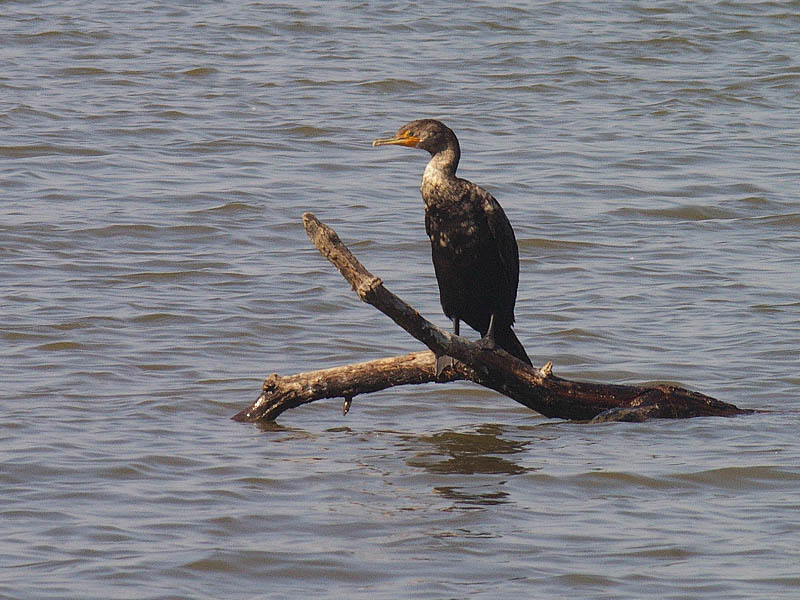 Double-crested Cormorant - Bodies of Water