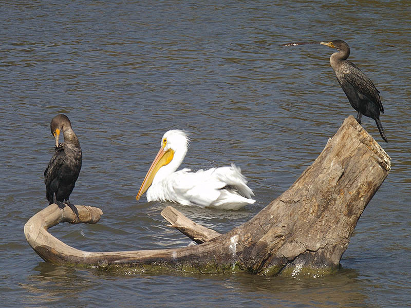 Double-crested Cormorant - Bodies of Water