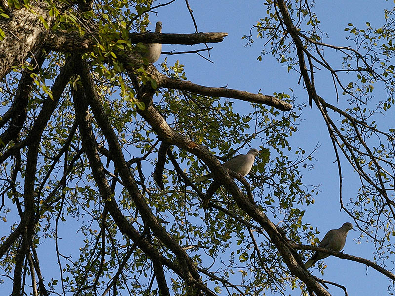 Eurasian Collared-dove - Park Land